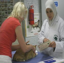 Volunteer with animals in Jordan